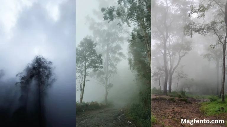 200+ Fog Captions for Instagram